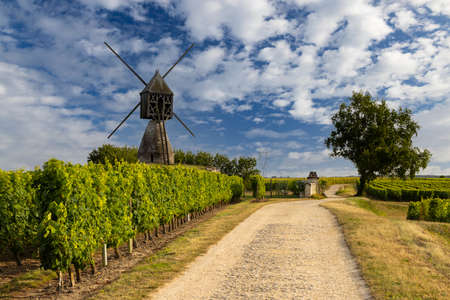 Windmill of La Tranchee and vineyard near Montsoreau, Pays de la Loire, Franceの写真素材