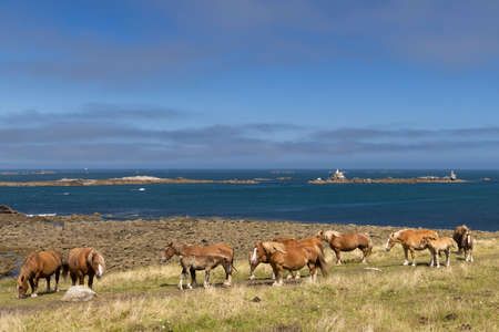 Horse in a field near Tremazan in Brittany, Franceの写真素材