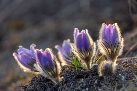 Pasque flower, National park Podyji, Southern Moravia, Czech Republic