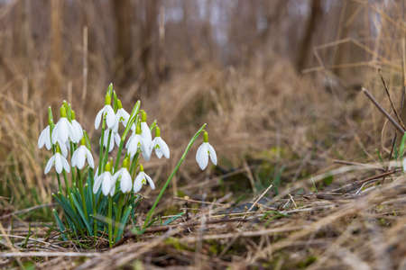 Snowdrops, Podyji, Southern Moravia, Czech Republic