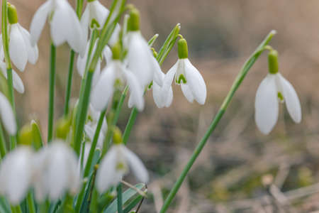 Snowdrops, Podyji, Southern Moravia, Czech Republic