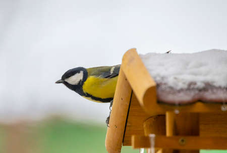 Great tit, Southern Moravia, Czech Republicの写真素材
