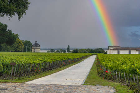 Typical vineyards near Chateau Latour, Bordeaux, Aquitaine, Franceの写真素材