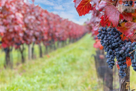 Blue grapes Alibernet in autumn vineyard, Southern Moravia, Czech Republicの写真素材