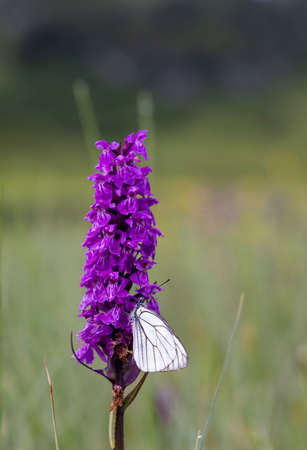 Black-veined White butterfly, Aporia crataegi and Heath Spotted Orchid or Moorland Spotted Orchid (Dactylorhiza maculata)の写真素材