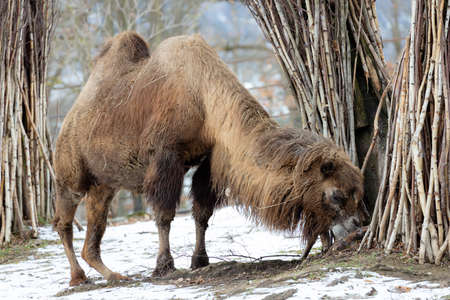 camel at winter zoo, Brno, Czech Republicの写真素材
