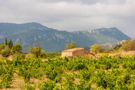 vineyards in the wine region Languedoc-Roussillon, Roussillon, Franceの写真素材