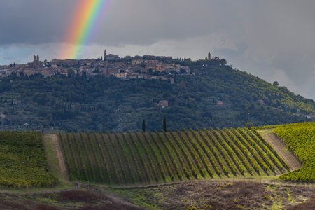 Typical Tuscan landscape with vineyard near Montalcino, Tuscany, Italyの写真素材