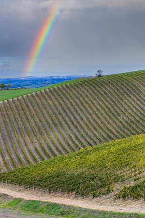 Typical Tuscan landscape with vineyard near Montalcino, Tuscany, Italyの写真素材