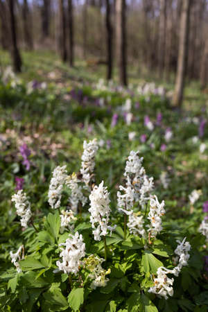 Hollow smokestack (Corydalis cava), spring forest, Southern Moravia, Czech Republicの写真素材
