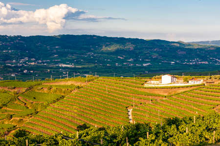 View over La Fitta vineyard, Veneto, Italyの写真素材