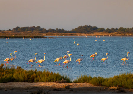 Flamingo in Parc Naturel regional de Camargue, Provence, Franceの写真素材