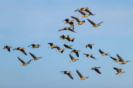 Great Goose, (Anser anser), Southern Bohemia, Czech Republicの写真素材