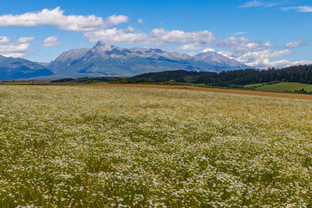 Blooming meadow with High Tatras, Slovakiaの写真素材