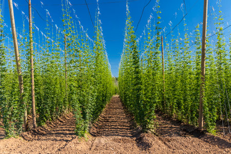 Hop field in Zatec region, Czech Republicの写真素材