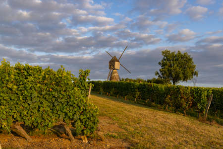 Windmill of La Tranchee and vineyard near Montsoreau, Pays de la Loire, Franceの写真素材