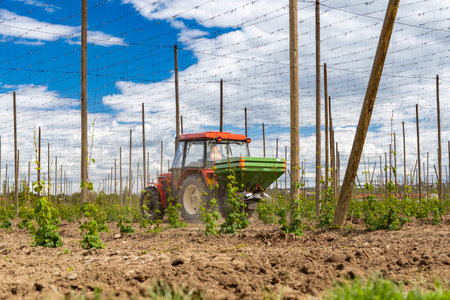 Hop field, early spring time near Zatec, Czech Republic