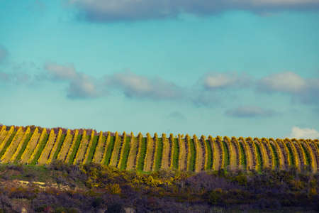 Autumn vineyard Kravi hora, Znojmo region, Southern Bohemia, Czech Republic