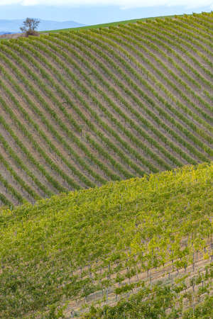 Typical Tuscan landscape with vineyard near Montalcino, Tuscany, Italy