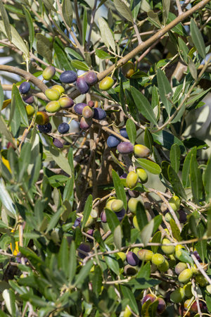 Tuscan olive tree, olives in various stages of ripening, soft focus backgroundの写真素材