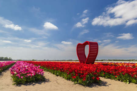 Field of tulips with red heart near Keukenhof, The Netherlandsの写真素材