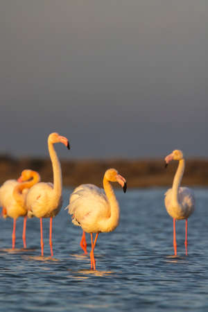 Flamingo in Parc Naturel regional de Camargue, Provence, Franceの写真素材