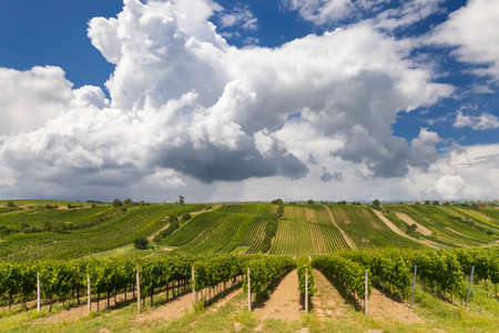 Landscape with vineyards, Slovacko, Southern Moravia, Czech Republic