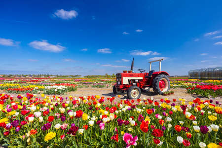 Field of tulips with old tractor near Keukenhof, The Netherlandsの写真素材