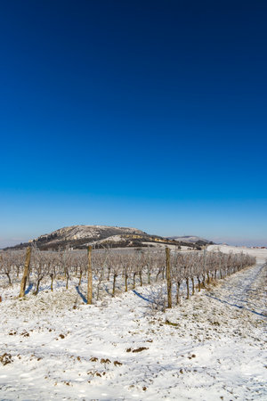 Winter vineyard near Mikulov, Palava region, Southern Moravia, Czech Republicの写真素材