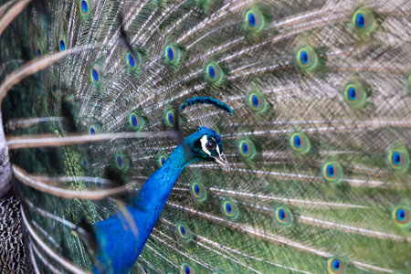 Closeup Image of a peacock dancing with its open feathersの写真素材