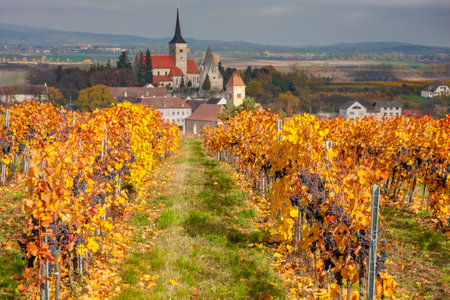 Vineyard in autumn near Pulkau, Lower Austria, Austriaの写真素材