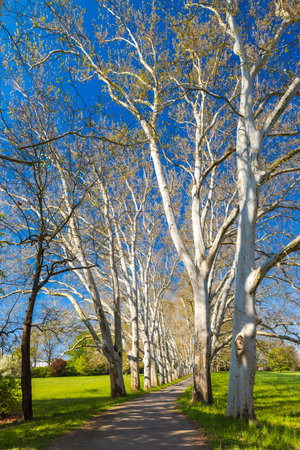 Plane alley in the castle park in Straznice, Southern Moravia, Czech Republicのeditorial素材