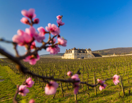 Clos de Vougeot castle, Cote de Nuits, Burgundy, Franceのeditorial素材