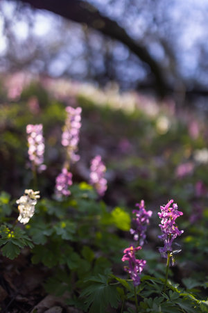 Hollow smokestack (Corydalis cava), spring forest, Southern Moravia, Czech Republicの写真素材