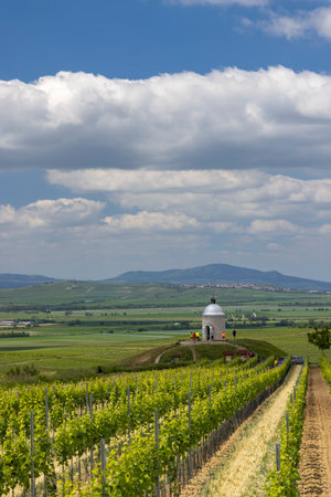 Vineyard near Velke Bilovice, Southern Moravia, Czech Republicの写真素材
