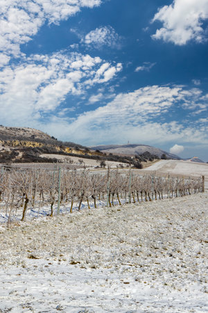 Winter vineyard near Mikulov, Palava region, Southern Moravia, Czech Republicの写真素材