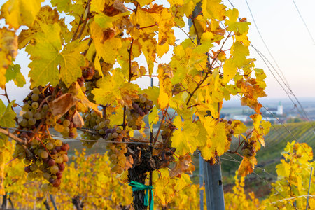 autumnal vineyard with Unterretzbach village, Lower Austria, Austriaの写真素材
