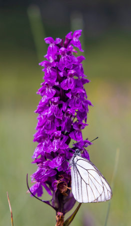 Black-veined White butterfly, Aporia crataegi and Heath Spotted Orchid or Moorland Spotted Orchid (Dactylorhiza maculata)の写真素材
