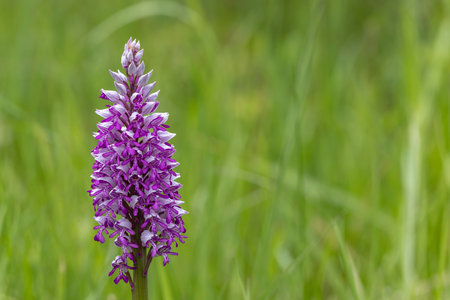 wild orchid in White Carpathian Mountains, Czech Republicの写真素材