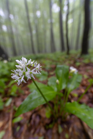 Spring beech forest in White Carpathians, Southern Moravia, Czech Republicの写真素材