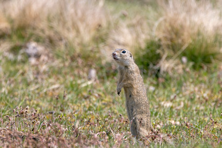 Ground squirrel colony, national natural monuments Radouc, Mlada Boleslav, Czech Republicの写真素材