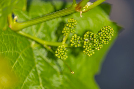 close up of young grapevine