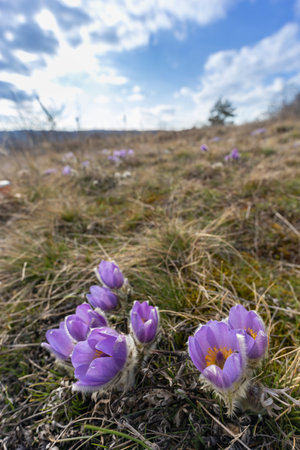Pasque flower, National park Podyji, Southern Moravia, Czech Republic