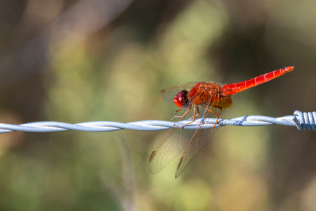 red  dragonfly on the wire in Camargue, Franceの写真素材