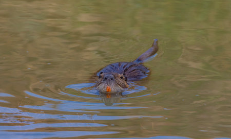 nutria swimming in water,Tuscany, Italyの写真素材