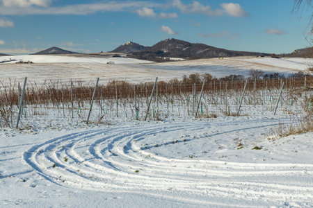 Landscape with vineyards, Slovacko, Southern Moravia, Czech Republicの写真素材