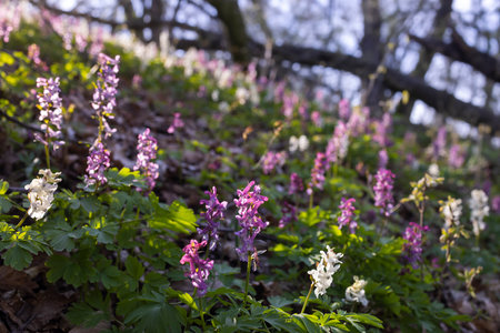 Hollow smokestack (Corydalis cava), spring forest, Southern Moravia, Czech Republicの写真素材