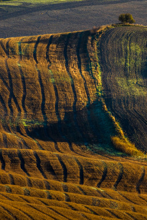 Typical Tuscan morning autumn landscape, Val D'Orcia, Tuscany, Italy