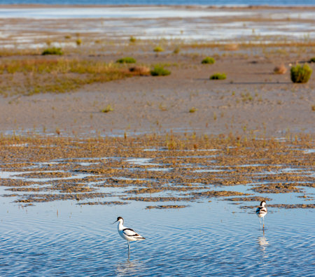 National park Camargue, Provence, Franceの写真素材