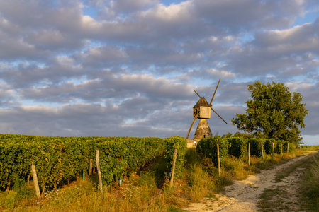 Windmill of La Tranchee and vineyard near Montsoreau, Pays de la Loire, Franceの写真素材